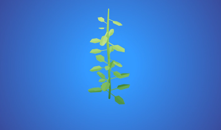 Seaweed